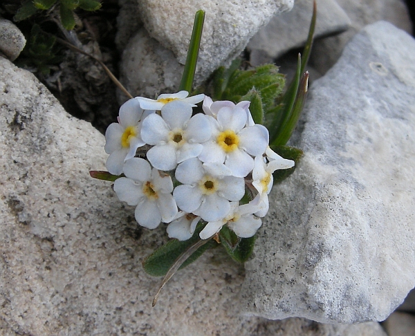 Myosotis sp.